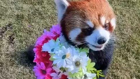 小熊猫送花爆料视频下载,甜蜜瞬间引网友热议